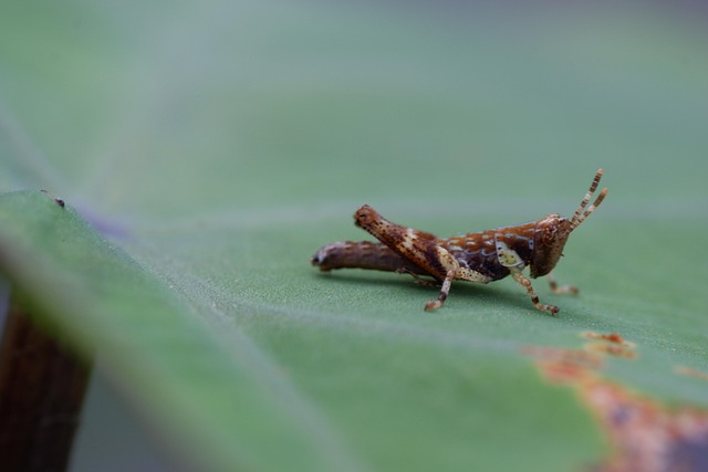 Free Common Field Grasshopper Grasshopper photo and picture