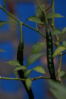 Free Vegetables Pepper Plant photo and picture