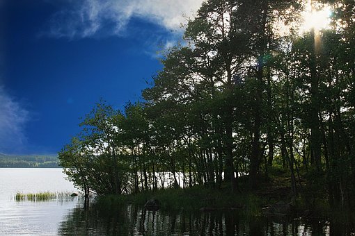 Arvores, Natureza, Lago, Ao Ar Livre