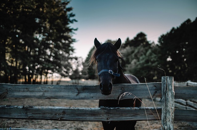 Free Horse Animal photo and picture Free Horse Animal photo and picture