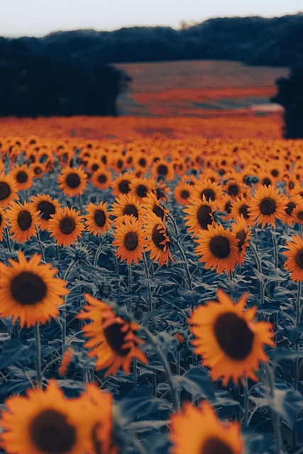 Solsikker, Blomster, Felt
