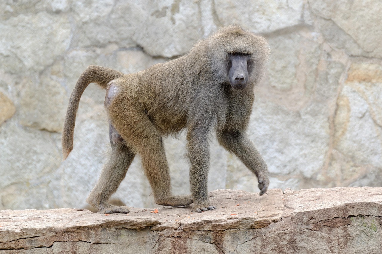 500 Free Baboon Nature Images Pixabay
