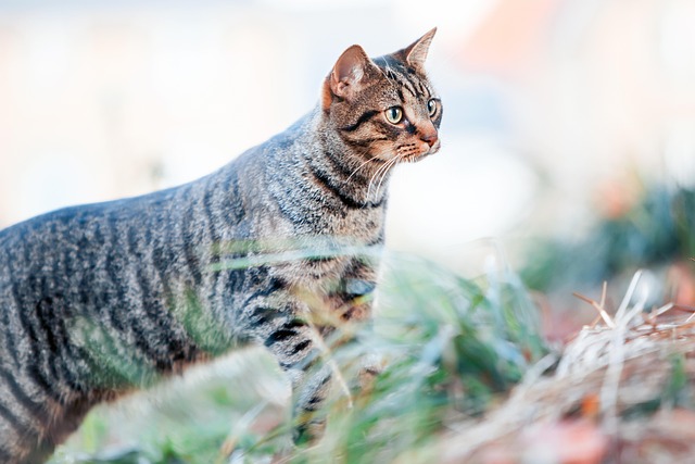 Free Cat Tabby photo and picture
