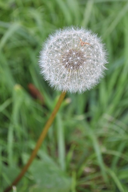 Free Flower Dandelion photo and picture
