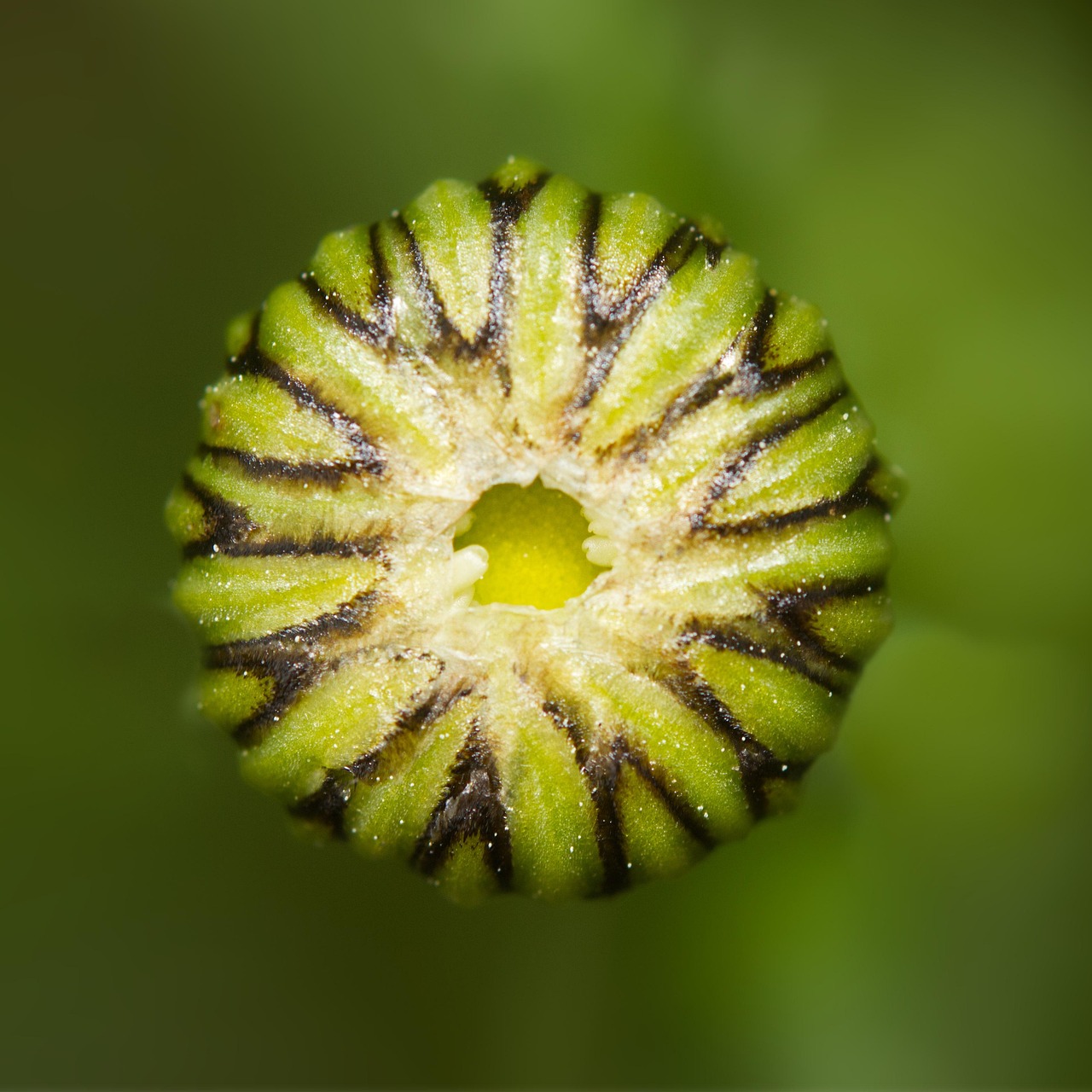 Botão De Flor Macro Natureza - Foto gratuita no Pixabay - Pixabay