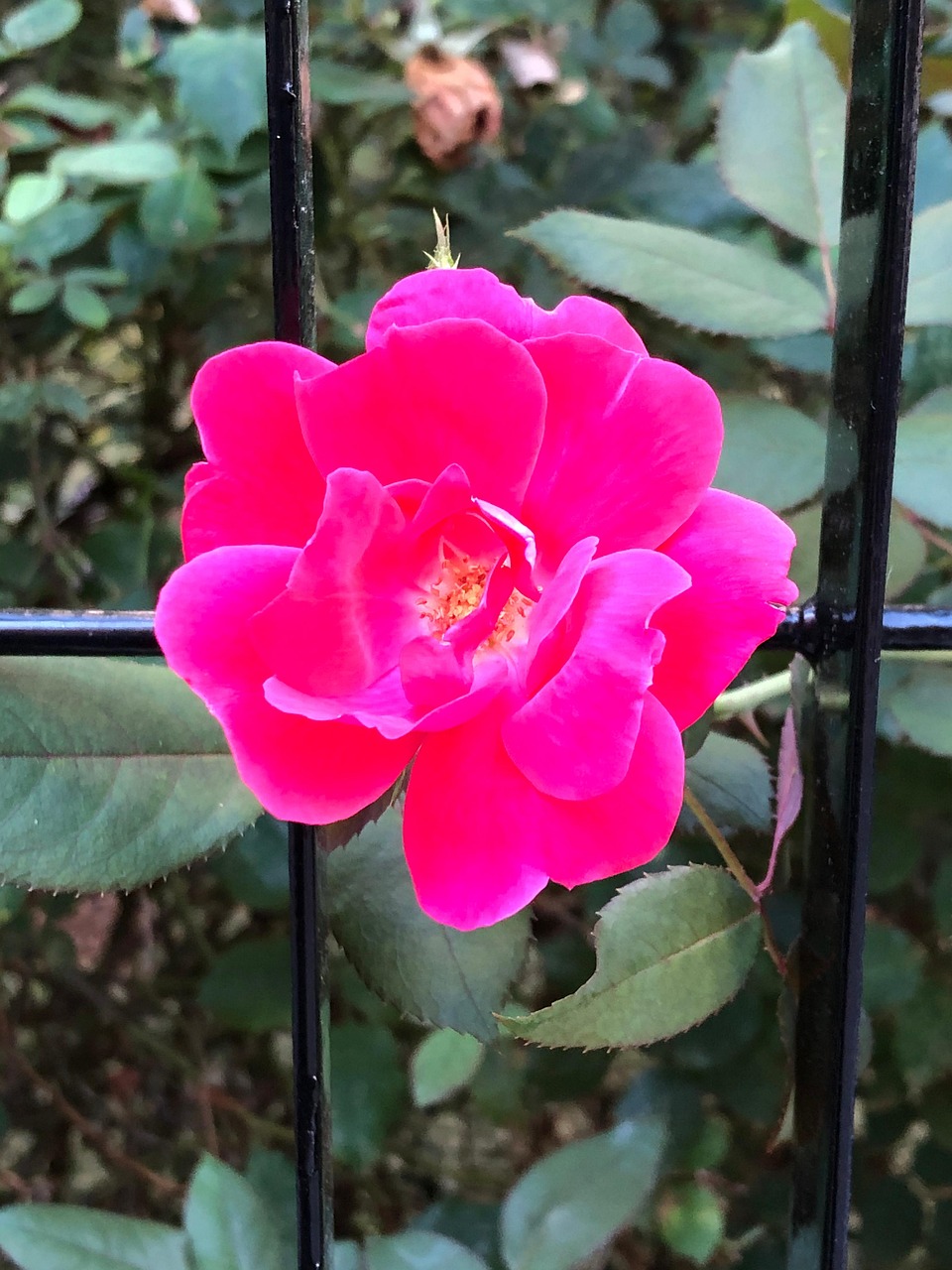 Flower In New York Blossom Free photo on Pixabay Pixabay