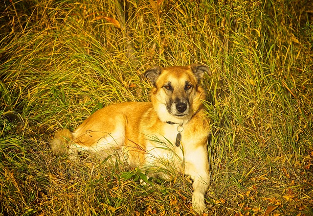 Free Canine Dog photo and picture