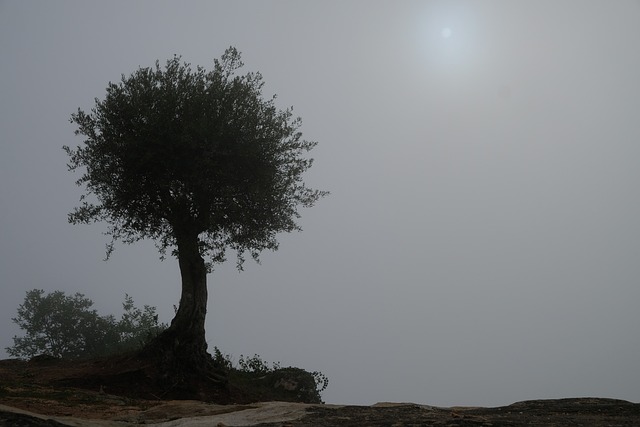 Free Trees Fog photo and picture