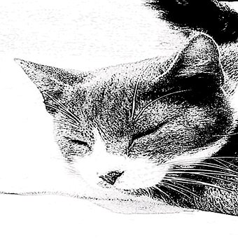 Free Cat Tender photo and picture