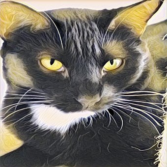 Free Cat Black Cat photo and picture
