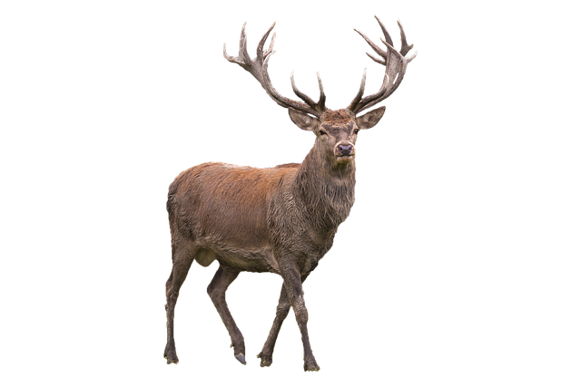 Cervo, Chifre, Animal, Mamífero