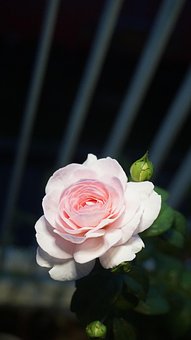Free Rose Flower Wallpaper photo and picture