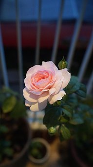 Free Rose Flower photo and picture