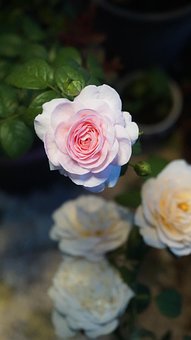 Free Rose Bud photo and picture