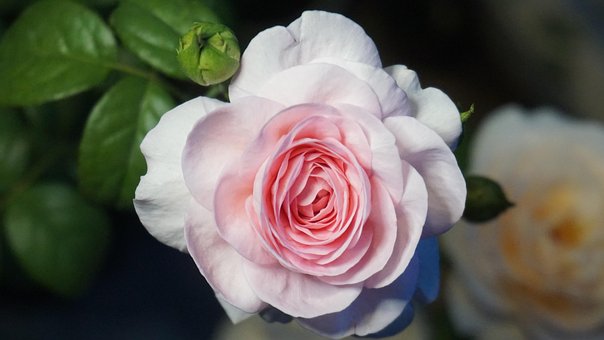 Free Rose Flower Wallpaper photo and picture