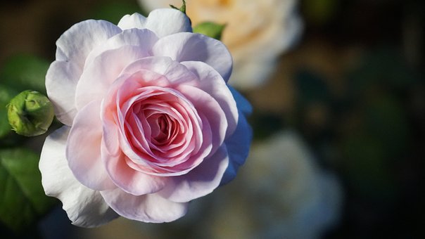 Free Rose Flower photo and picture