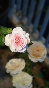 Free Roses Flowers photo and picture