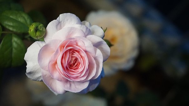 Free Rose Bud photo and picture