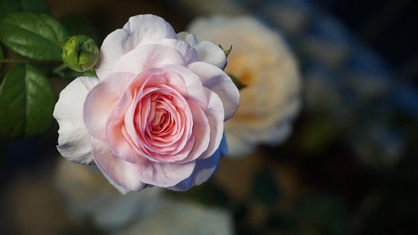 Free Rose Flower photo and picture