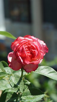 Free Flower Rose photo and picture