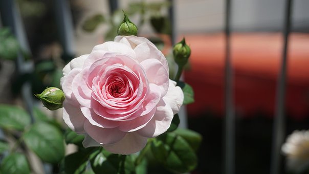 Free Rose Bud photo and picture