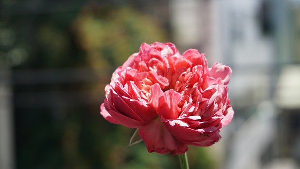 Free Rose Flower Wallpaper photo and picture