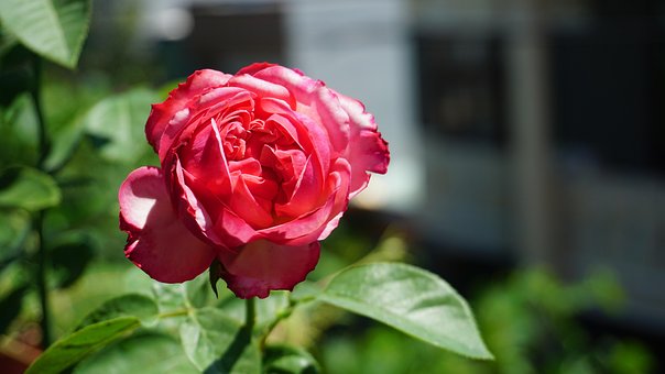Free Rose Rose Flower photo and picture