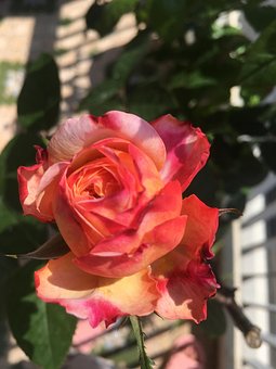 Free Bud Rose photo and picture