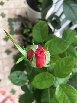 Free Bud Rose photo and picture