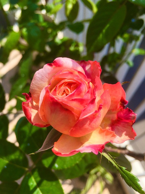 Free Flower Rose photo and picture