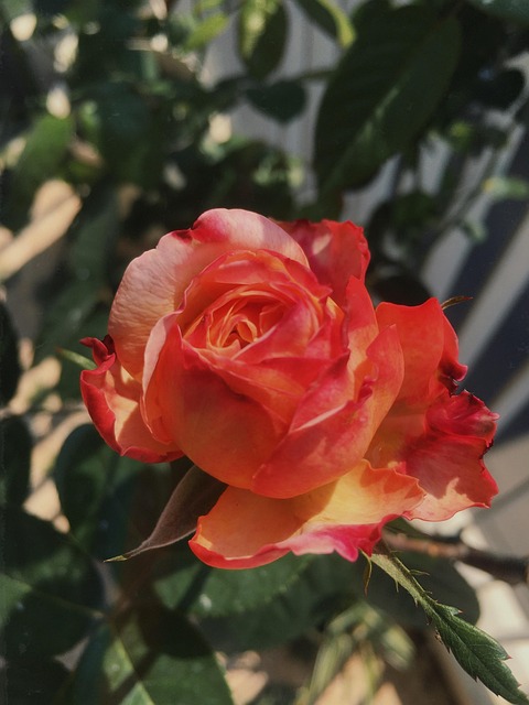 Free Flower Rose photo and picture