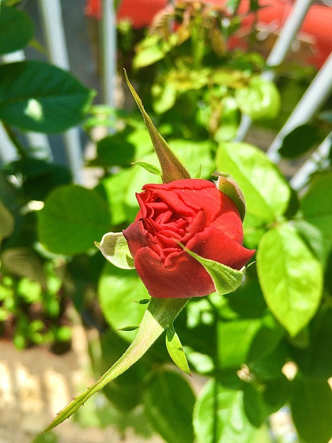 Free Bud Rose photo and picture