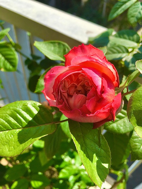Free Bud Rose photo and picture