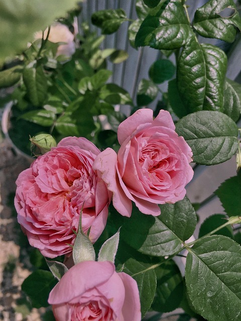 Free Bud Rose photo and picture