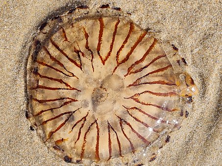 Free Jellyfish Sea photo and picture