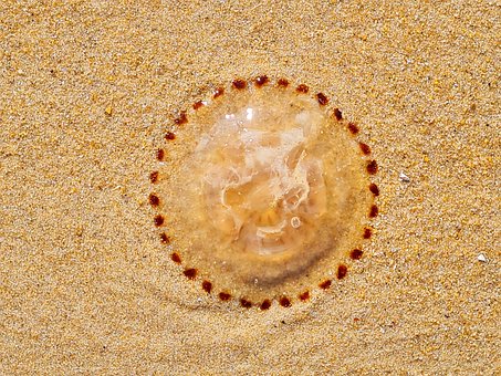 Free Jellyfish North Sea photo and picture