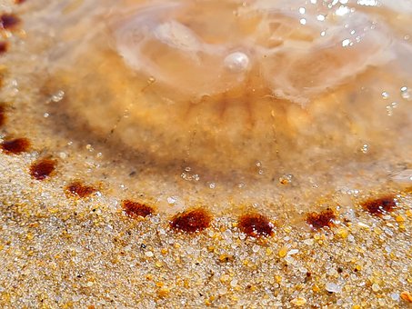 Free Jellyfish North Sea photo and picture