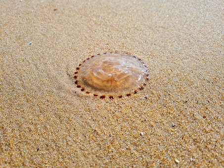 Free Jellyfish Beach photo and picture