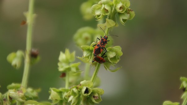 Free Insect Beetle photo and picture