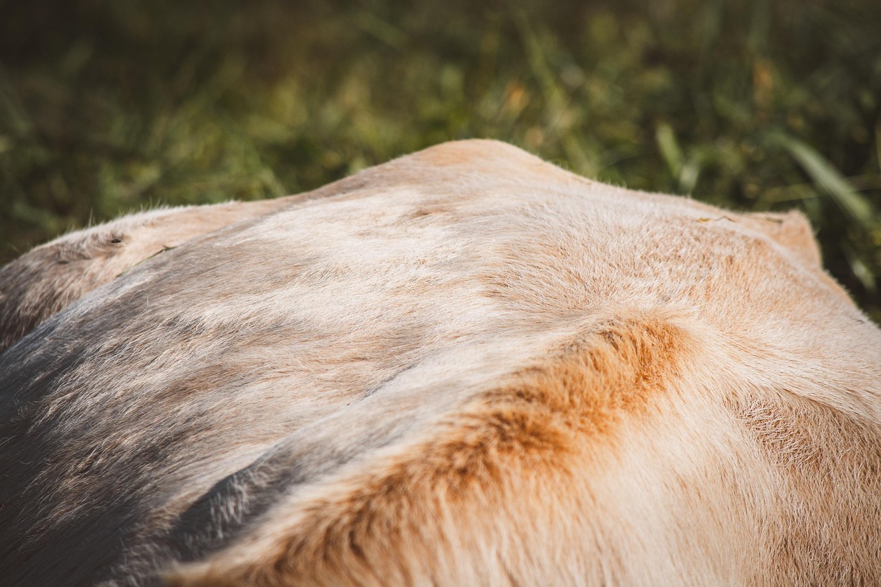 Cow Beef Cattle Free Photo On Pixabay Pixabay cow-beef-cattle-free-photo-on-pixabay-pixabay