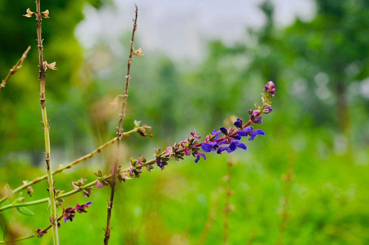 Fleurs Nature Bloom - Photo gratuite sur Pixabay - Pixabay