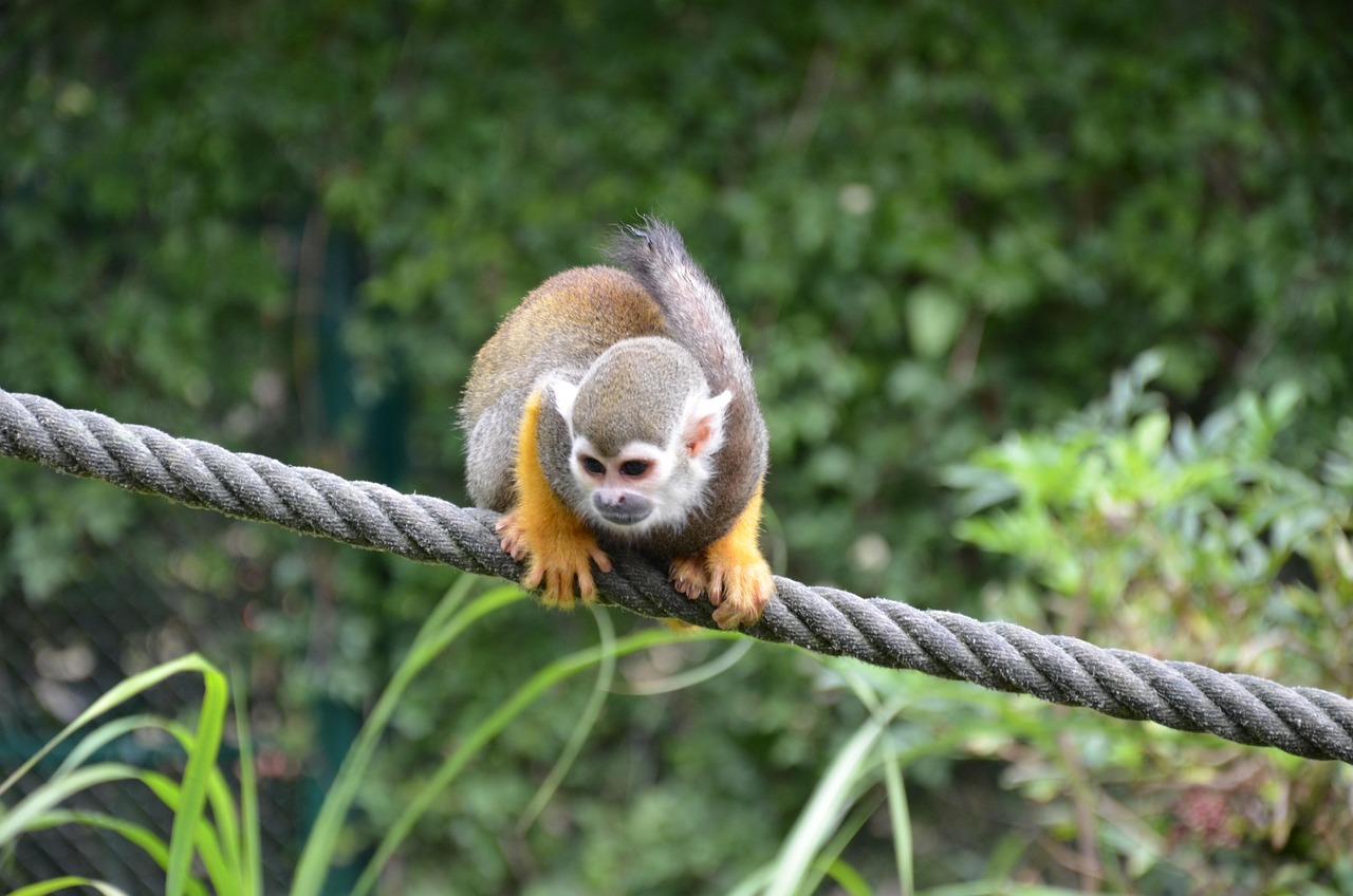 Free Animal Squirrel Monkey photo and picture