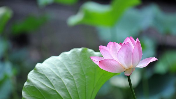 Lótus, Papel De Parede De Flores, Flor