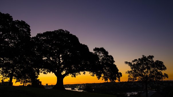Silhueta, Pôr Do Sol, Arvores, Árvore