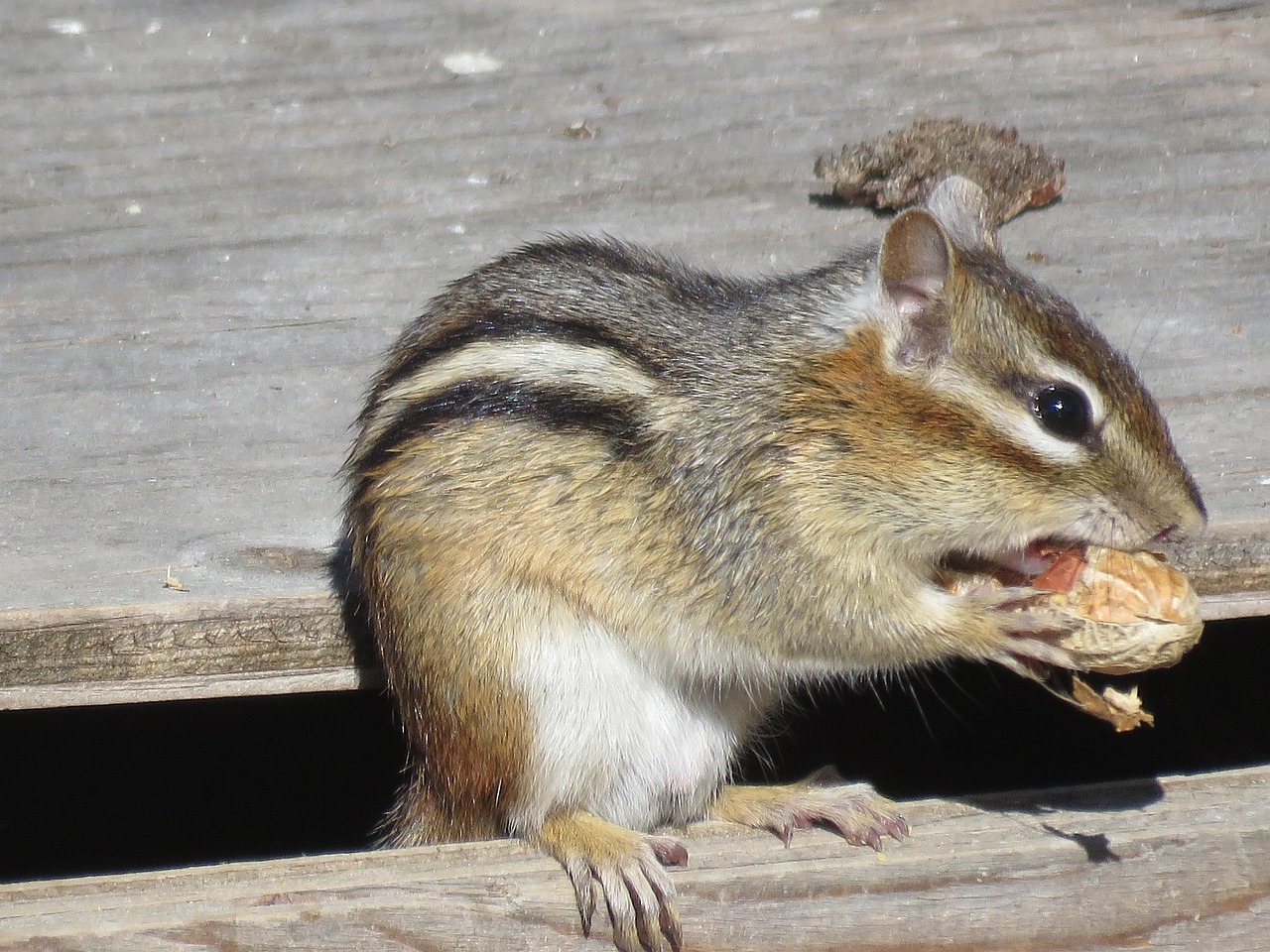 Chipmunk Eating Free photo on Pixabay Pixabay