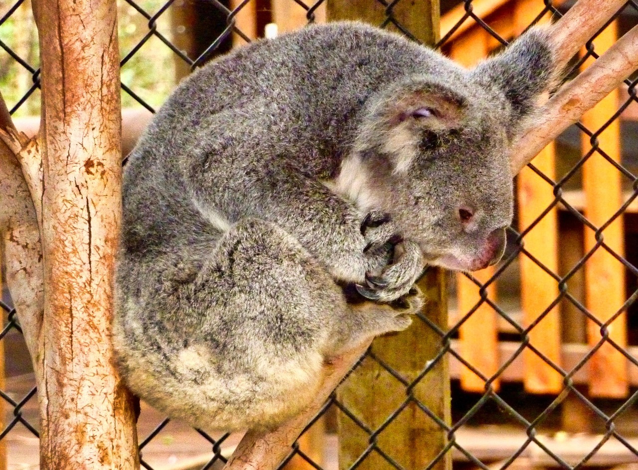 Koala - free online jigsaw puzzle photo