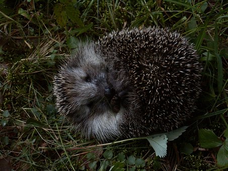Free Hedgehog Mammal photo and picture