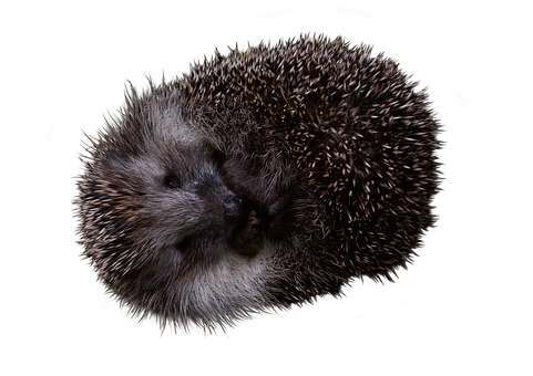 Free Hedgehog Pet illustration and picture