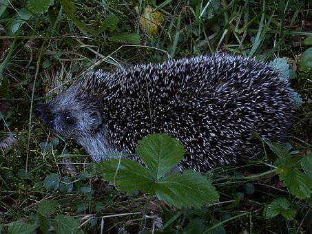 Free Hedgehog Mammal photo and picture
