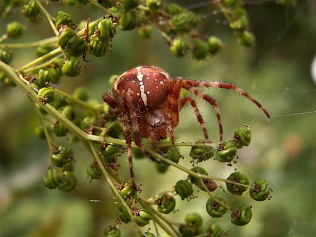 Free Spider Arachnids photo and picture